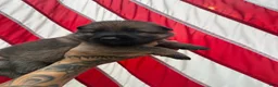German Shepherd dogs for sale: Beans - Ad 4