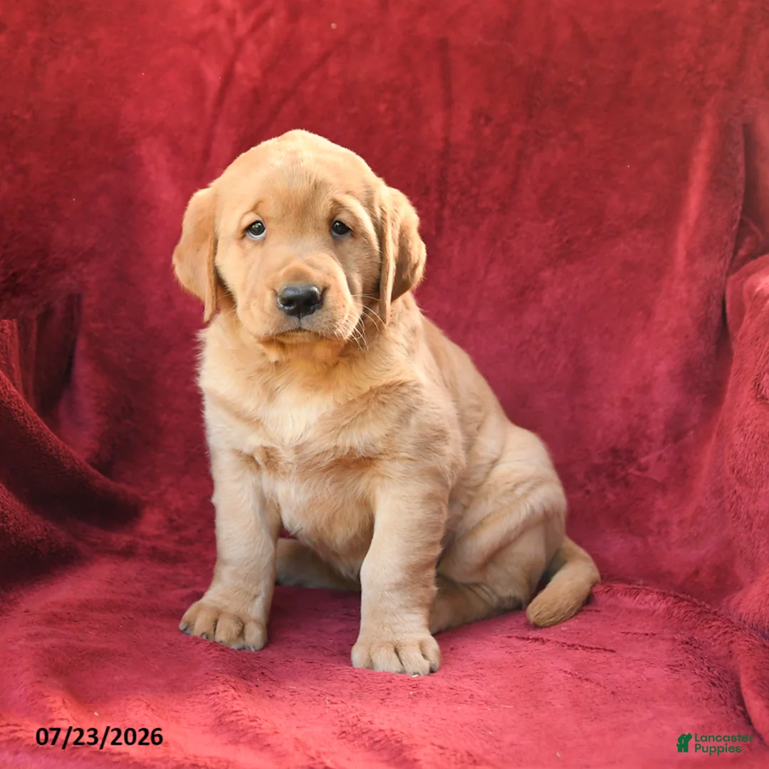 Goldador dogs for sale: Clementine - Ad 1