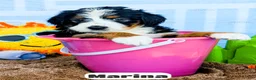 Bernedoodle dogs for sale: Marina - Ad 2