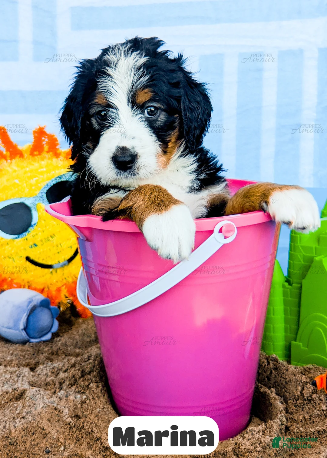 Bernedoodle dogs for sale: Marina - Ad 2