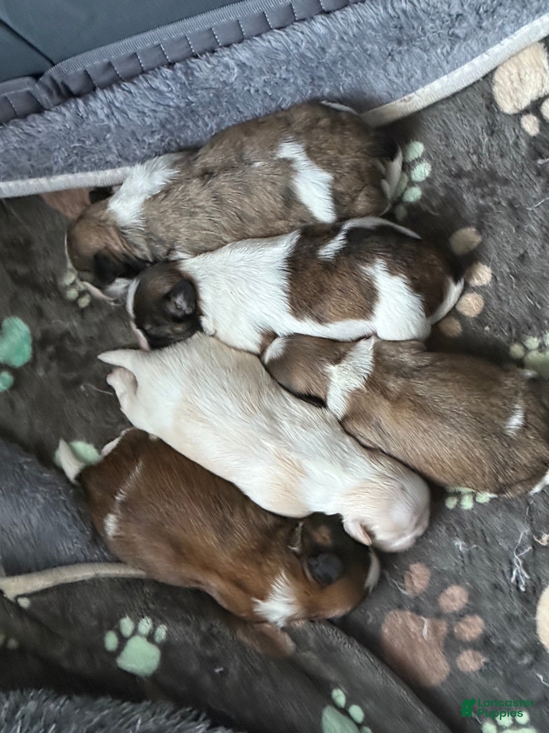 Shih Tzu dogs for sale: Shih Tzu Puppy 4 - Ad 2