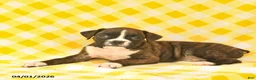 Boxer dogs for sale: Jenna  - Ad 5