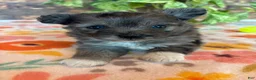 Pomapoo dogs for sale: Pomapoo 4 - Ad 2