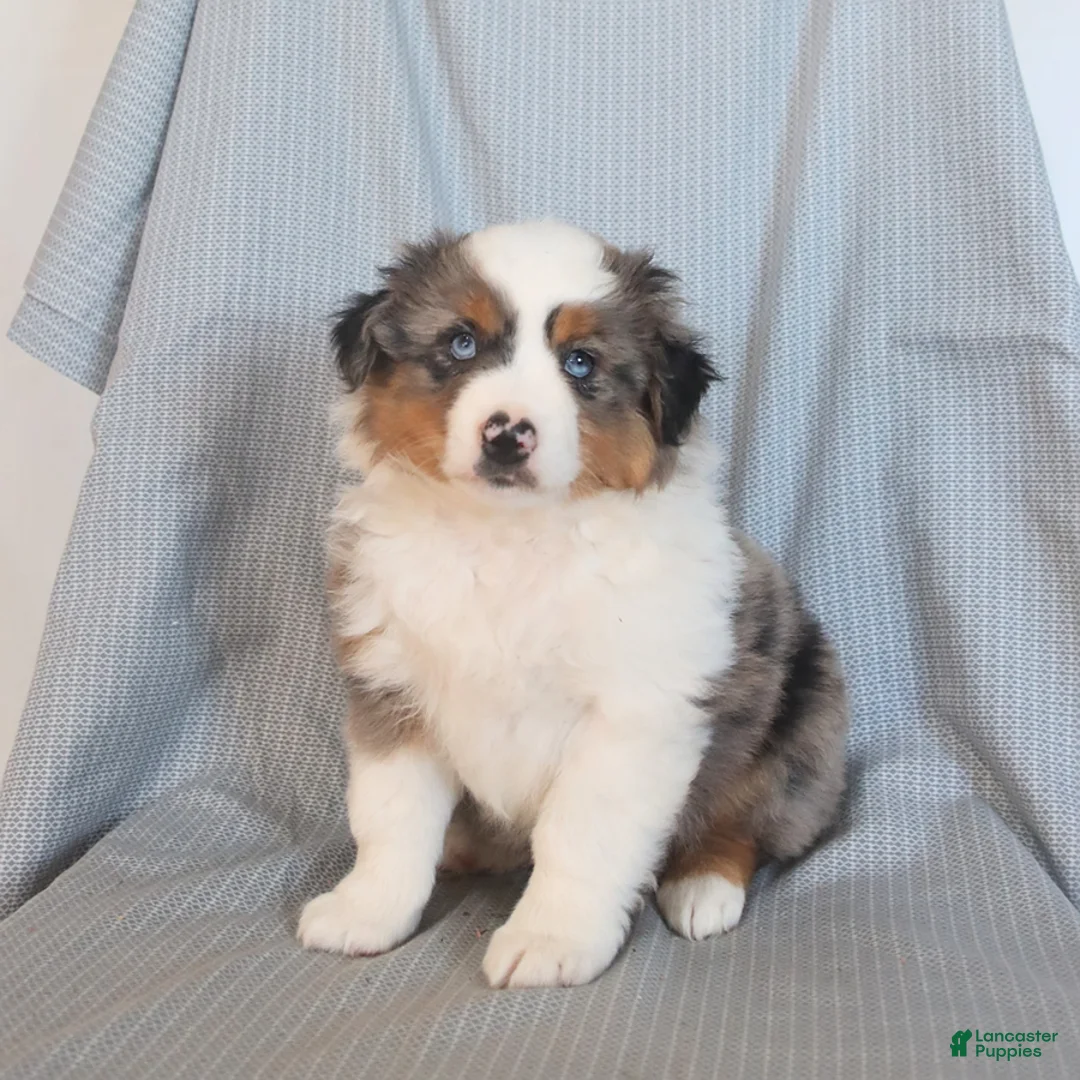 Miniature Australian Shepherd dogs for sale: Sandy - Ad 1