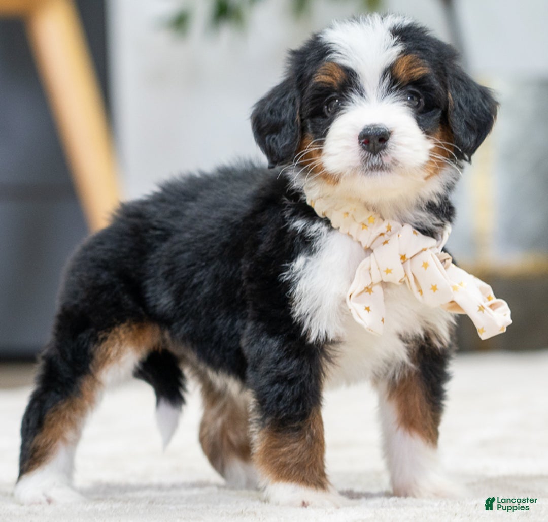 Mini Bernedoodle dogs for sale: Petra - Ad 2
