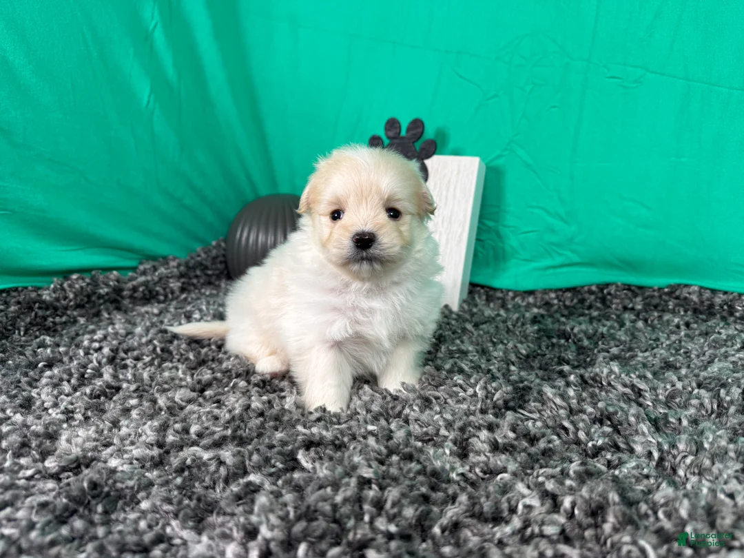 Pomapoo dogs for sale: Pomapoo 2 - Ad 1