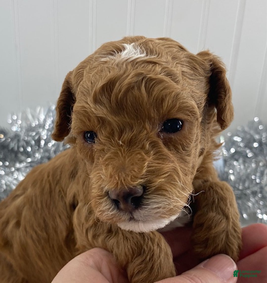 Toy Poodle dogs for sale: River - Ad 3