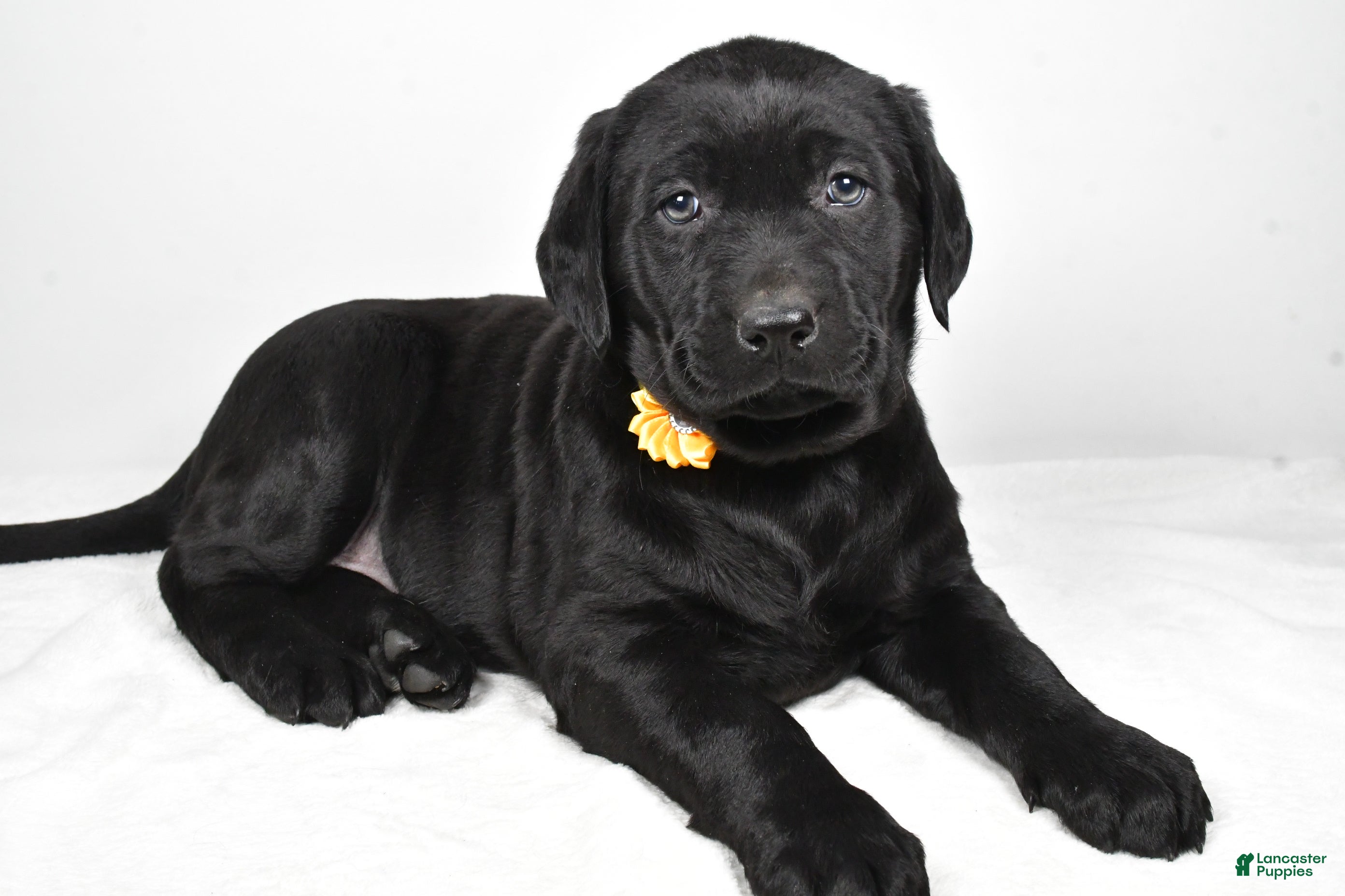 Labrador Retriever dogs Nellie - Ad 12