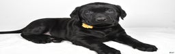 Labrador Retriever dogs for sale: Nellie - Ad 1