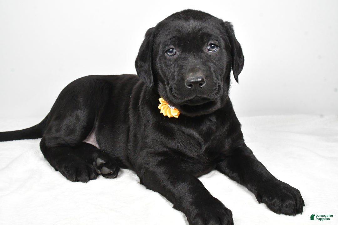 Labrador Retriever dogs for sale: Nellie - Ad 1