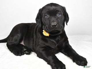 Labrador Retriever dogs Nellie - Ad 12