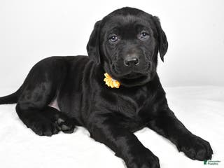 Labrador Retriever dogs Nellie - Ad 36