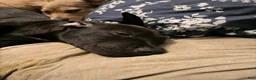Mixed Breed dogs for sale: Patrick - Ad 4