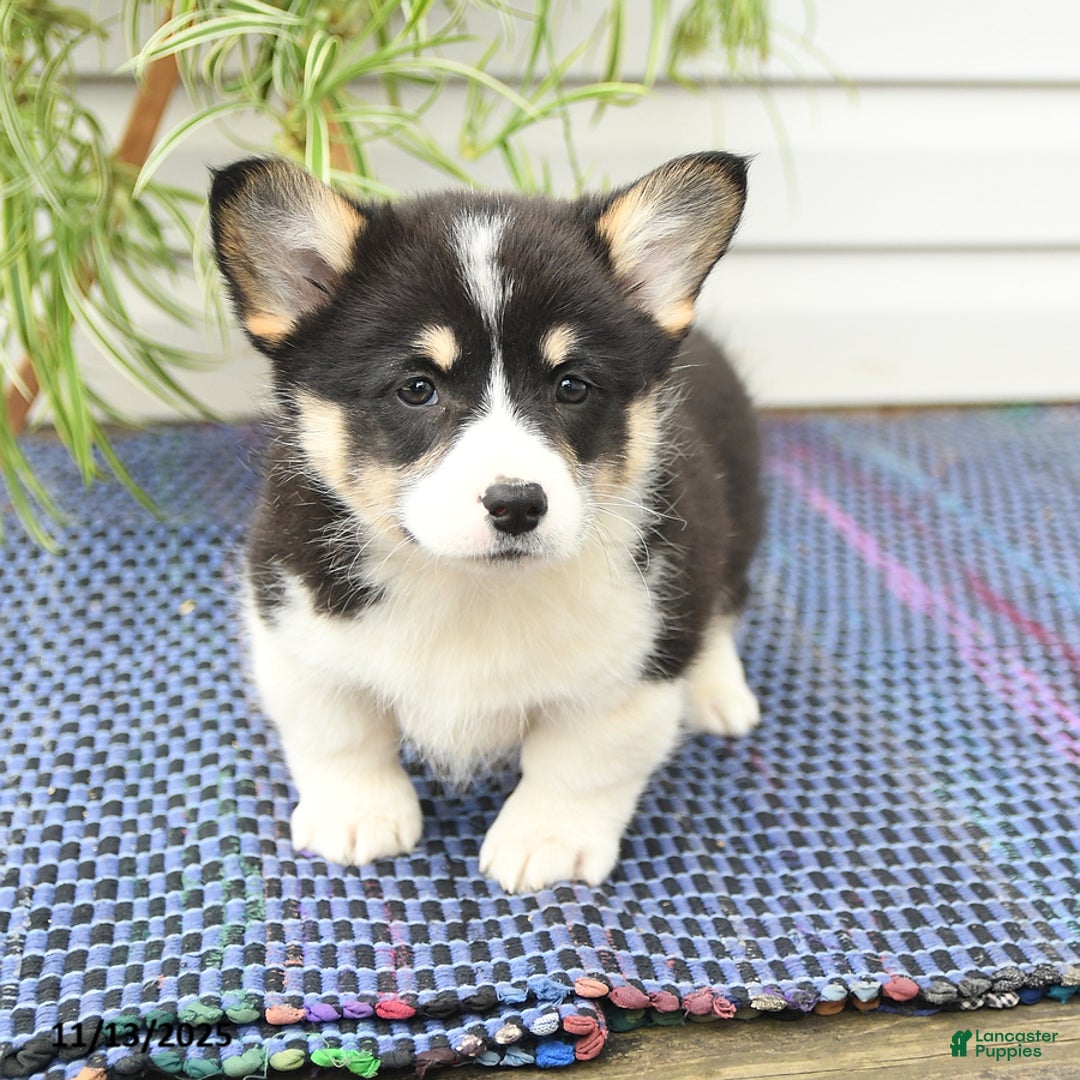 Welsh Corgi Pembroke dogs for sale: Scamp  - Ad 7