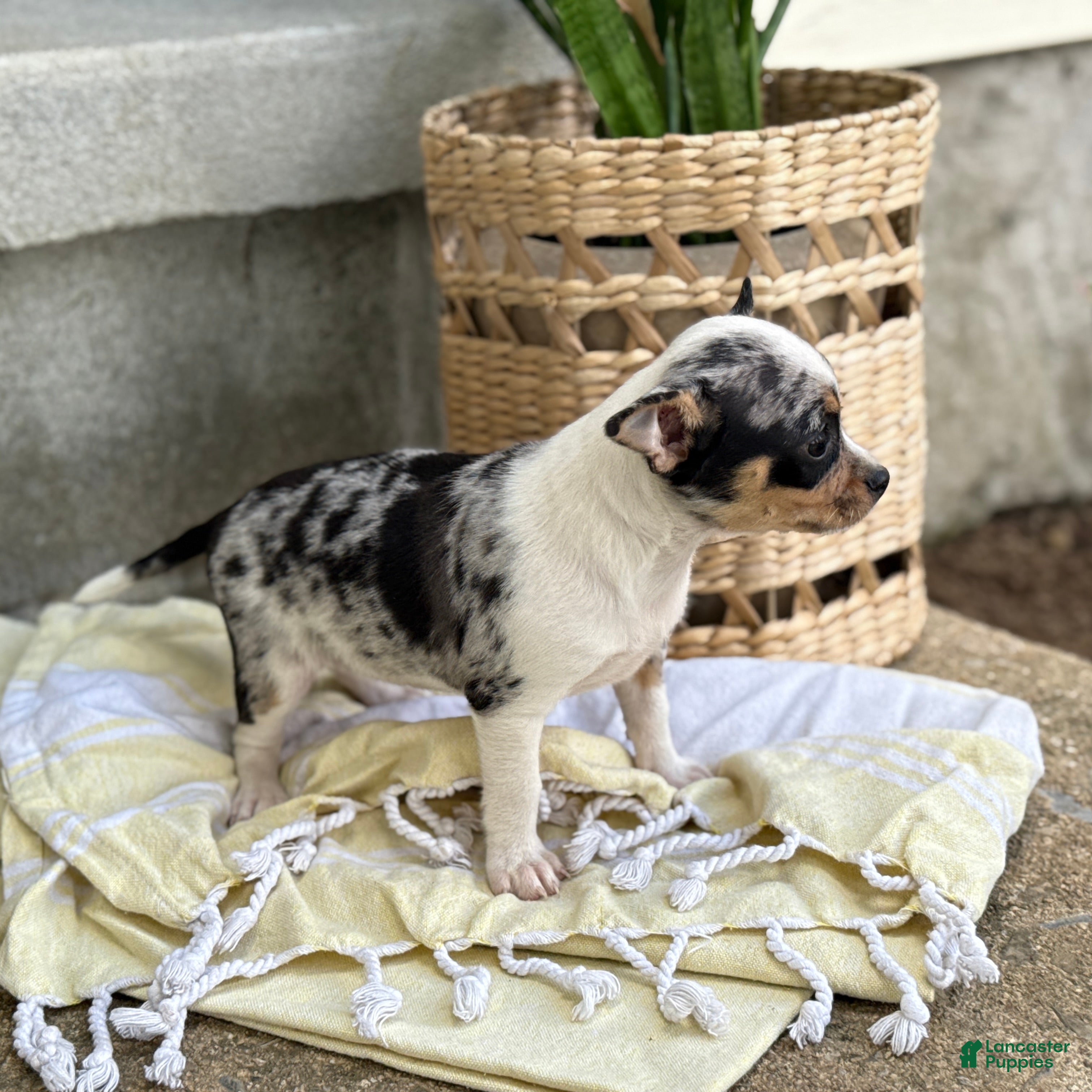 Chihuahua dogs Rosie - Ad 2