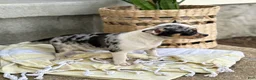 Chihuahua dogs for sale: Rosie - Ad 2