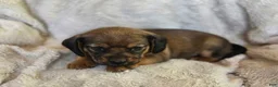 Puggle dogs for sale: Sable - Ad 6