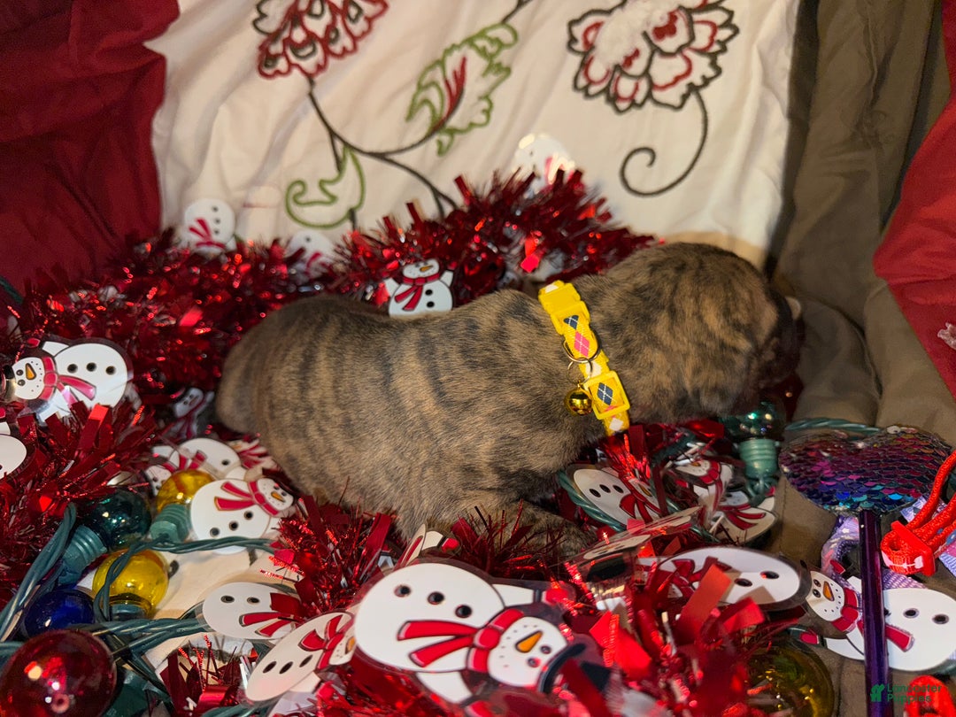 Great Dane dogs for sale: Howard - Ad 23