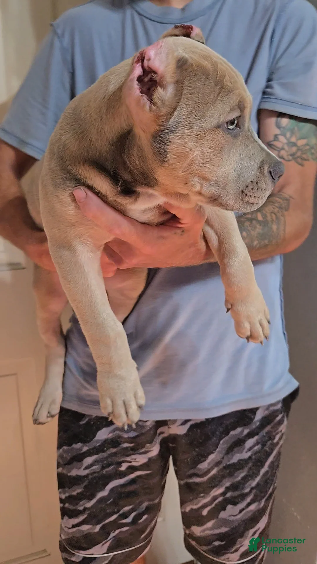 American Bully dogs for sale: American Bully Puppy 3 - Ad 2