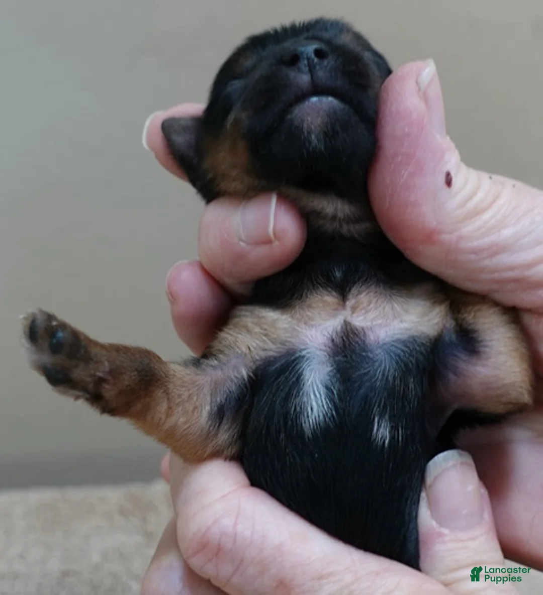 Yorkshire Terrier dogs for sale: Fern  - Ad 5