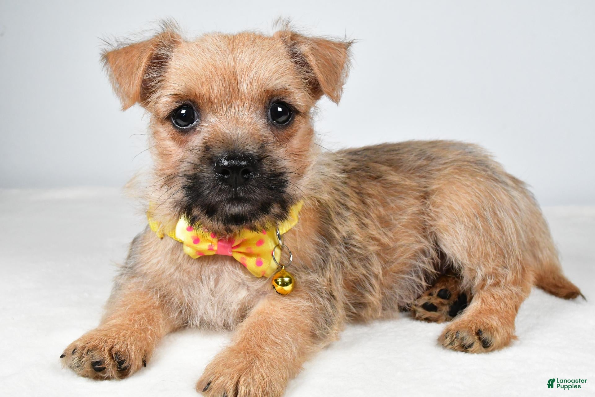 Cairn Terrier dogs Axel - Ad 1