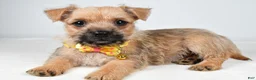 Cairn Terrier dogs for sale: Axel - Ad 1