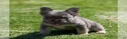 French Bulldog dogs for sale: SHANIA LILAC TAN FLUFFY IN LA CA USA DELIVERY - Ad 2