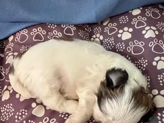 Shih Tzu dogs for sale: Shih Tzu Puppy 4 - Ad 2