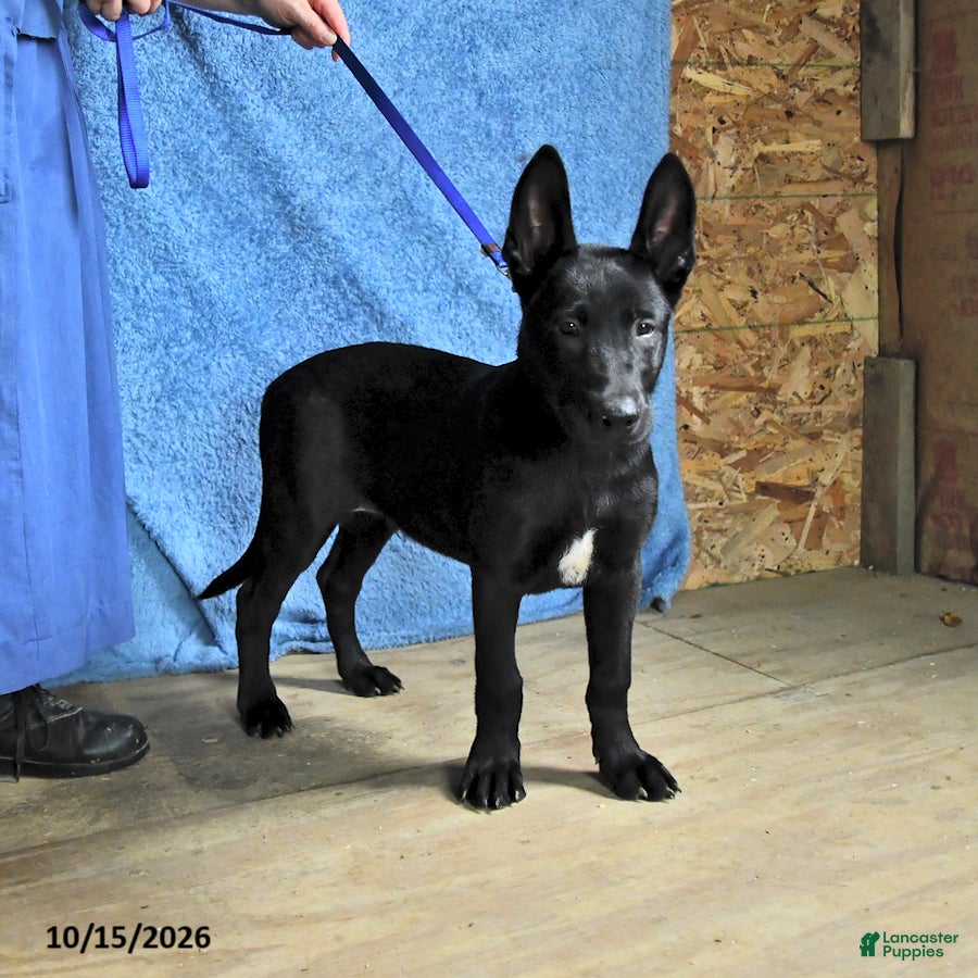 Belgian Malinois dogs for sale: Ron  - Ad 1