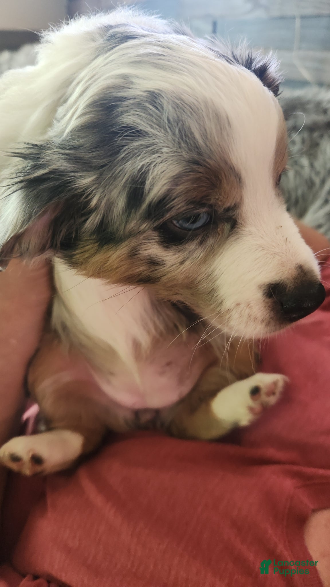 Miniature Australian Shepherd dogs for sale: Miniature Australian Shepherd Puppy 2 - Ad 2