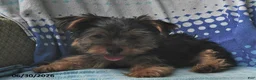 Yorkshire Terrier dogs for sale: Miney - Ad 2