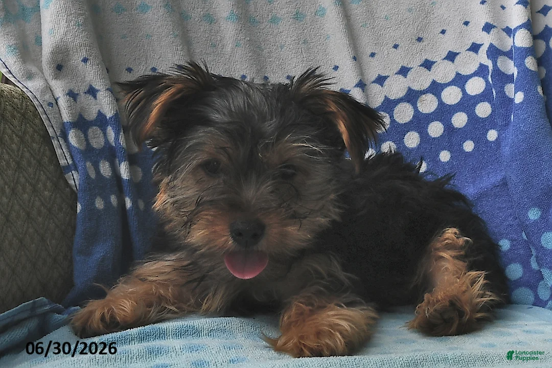 Yorkshire Terrier dogs for sale: Miney - Ad 2