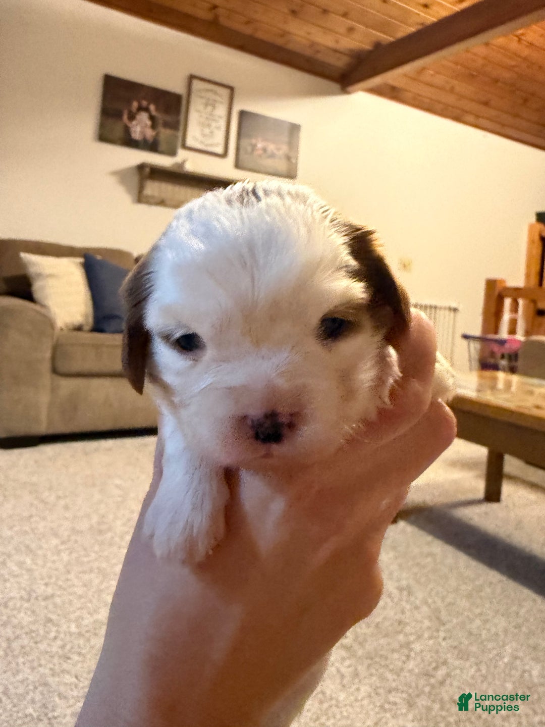 Cavalier King Charles Spaniel dogs for sale: Eve - Ad 1