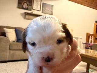 Cavalier King Charles Spaniel dogs Eve - Ad 28