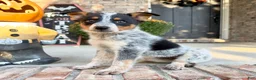 Australian Cattle Dog dogs for sale: Boone - Ad 3