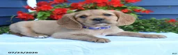 Miniature Golden Retriever dogs for sale: Pumpkin - Ad 3