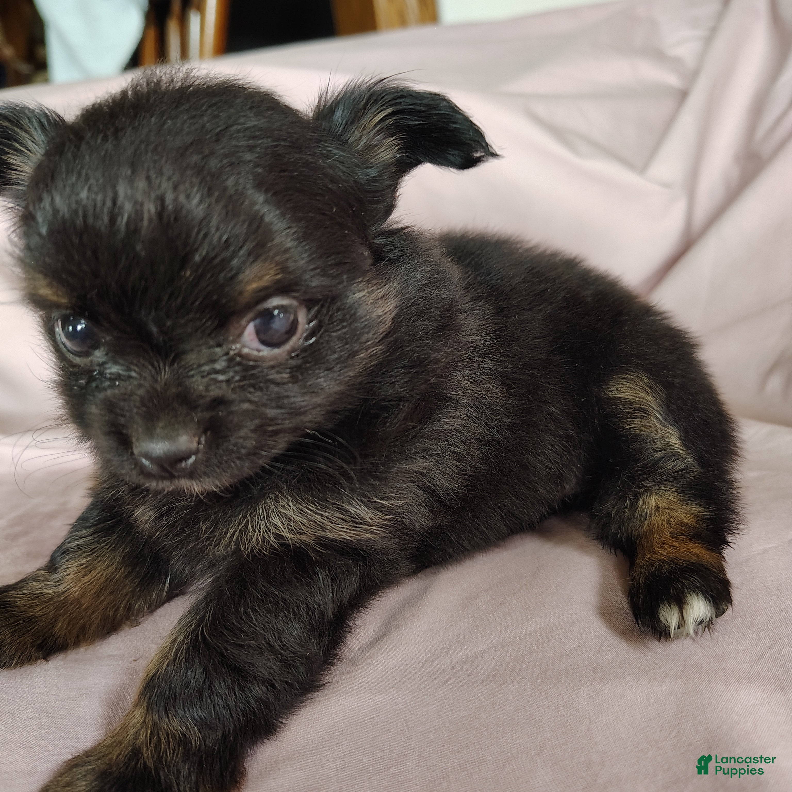 Pomchi dogs Bebe - Ad 1