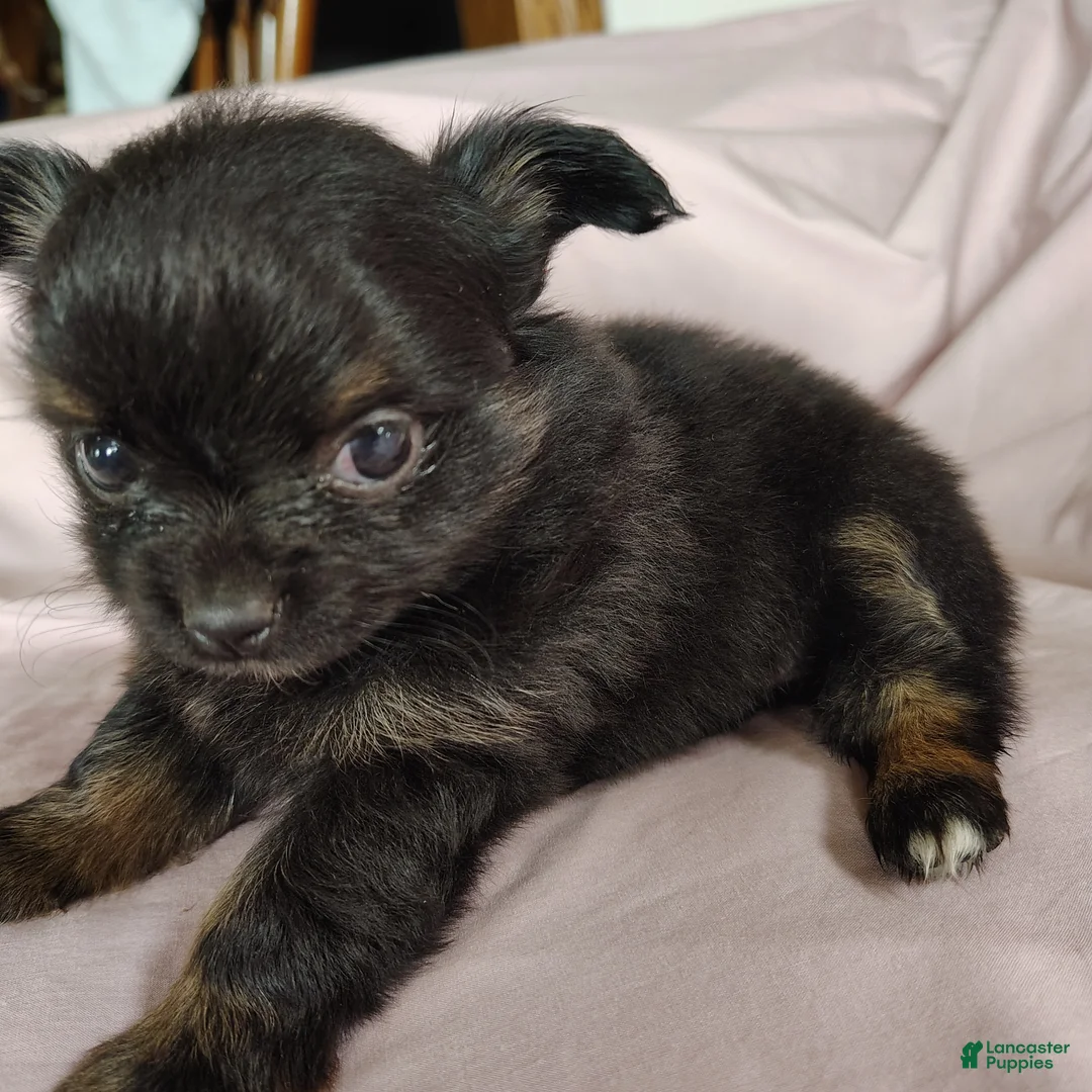 Pomchi dogs for sale: Bebe - Ad 1