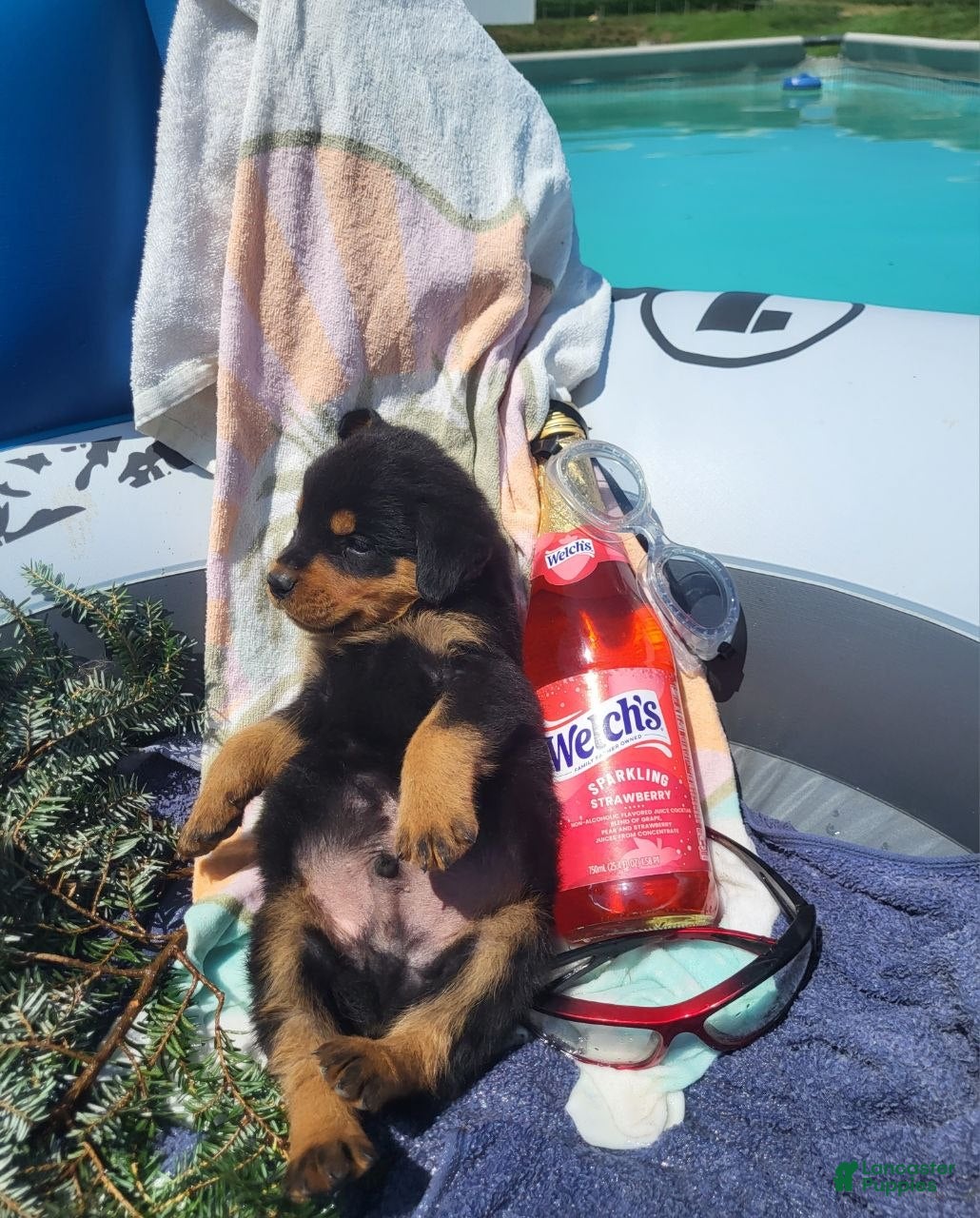 Rottweiler dogs Evan - Ad 2