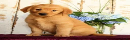 Golden Retriever dogs for sale: Shannon - Ad 7