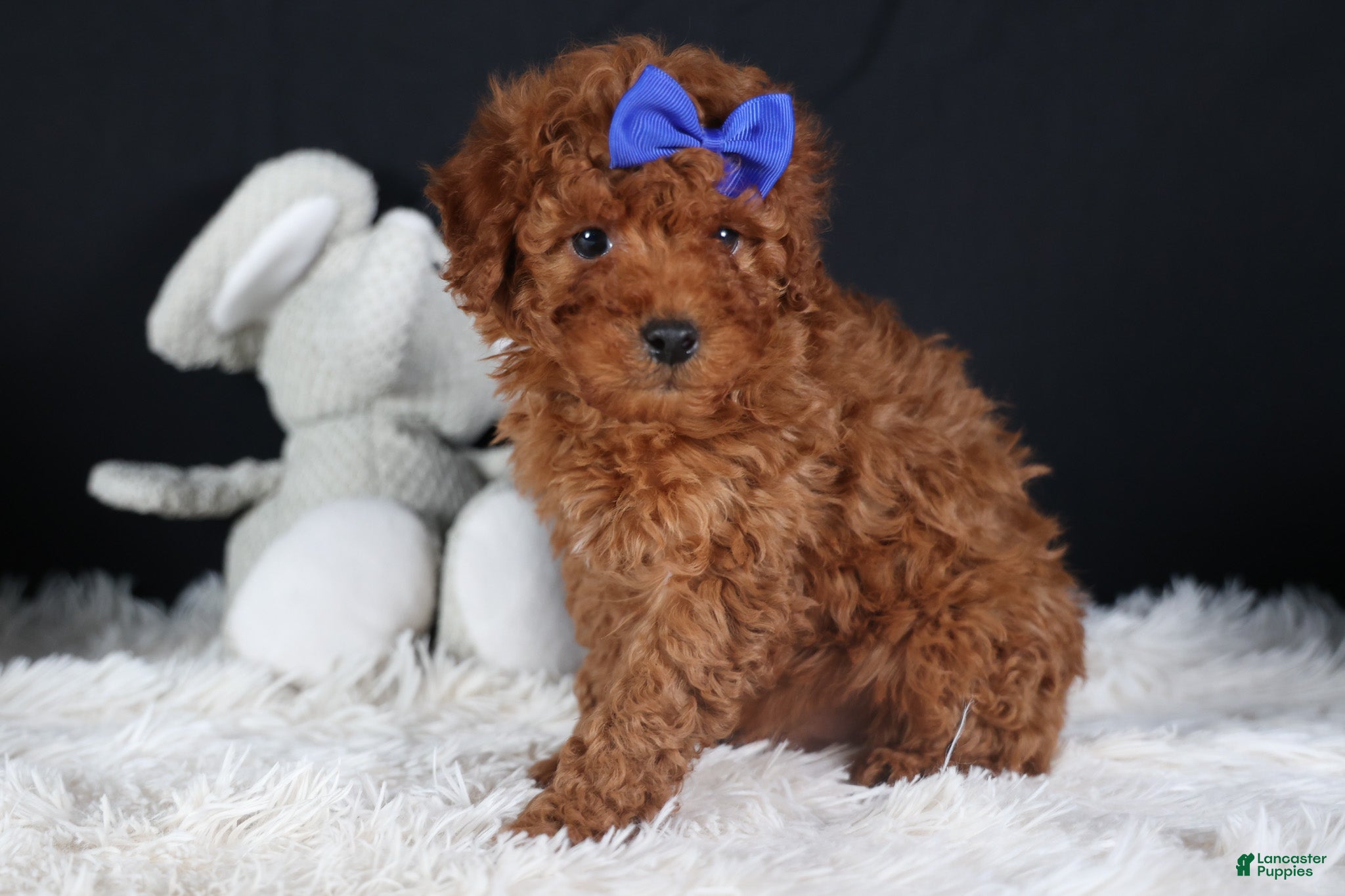 Miniature Poodle dogs BAILEY - Ad 4