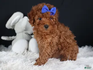 Miniature Poodle dogs BAILEY - Ad 4