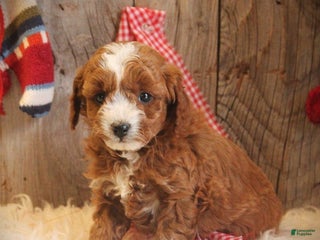 Cavapoo dogs Tex - Ad 40
