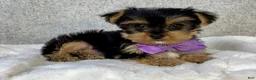 Yorkshire Terrier dogs for sale: Daisy - Ad 6