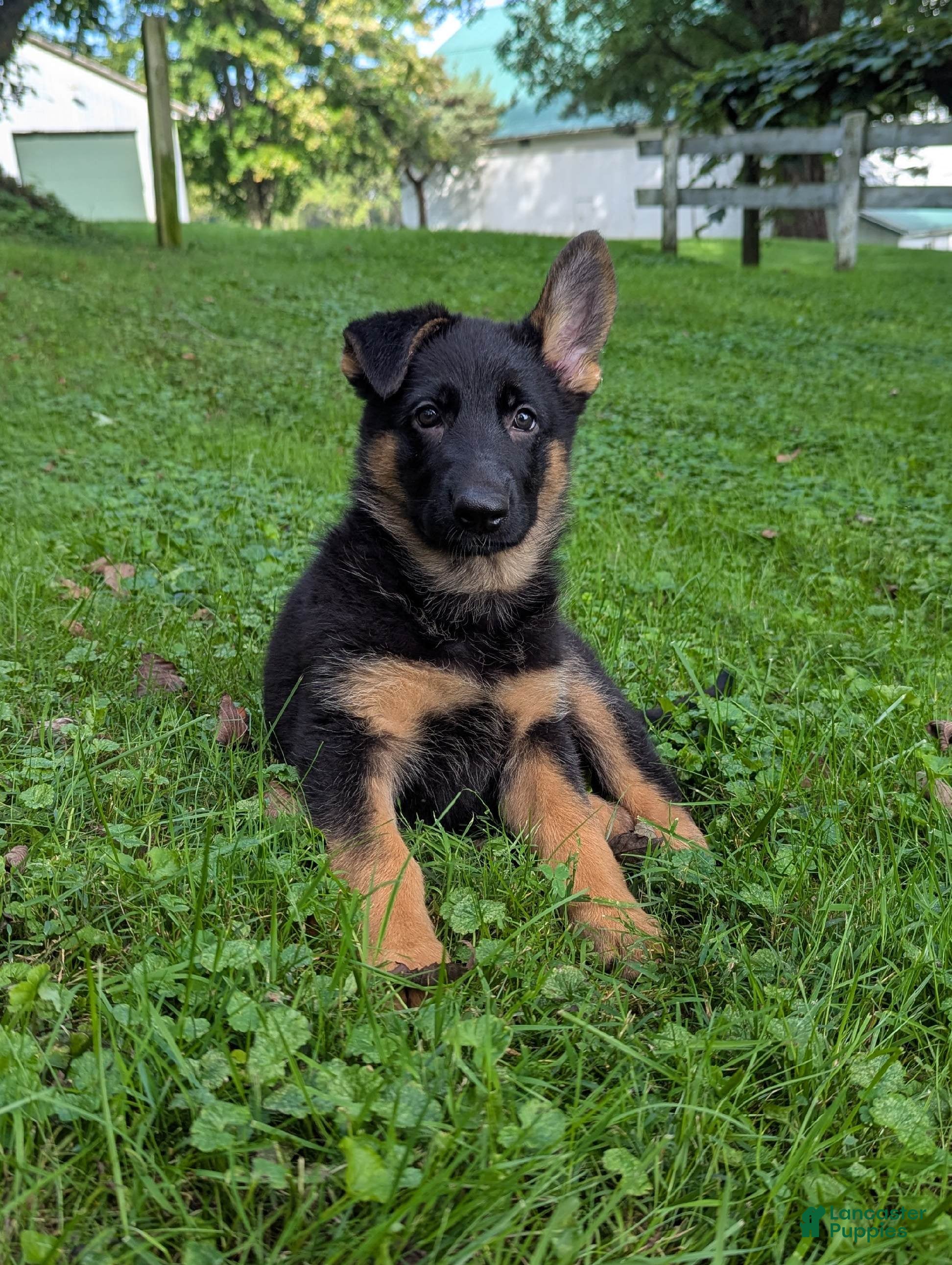 German Shepherd dogs Kali - Ad 2