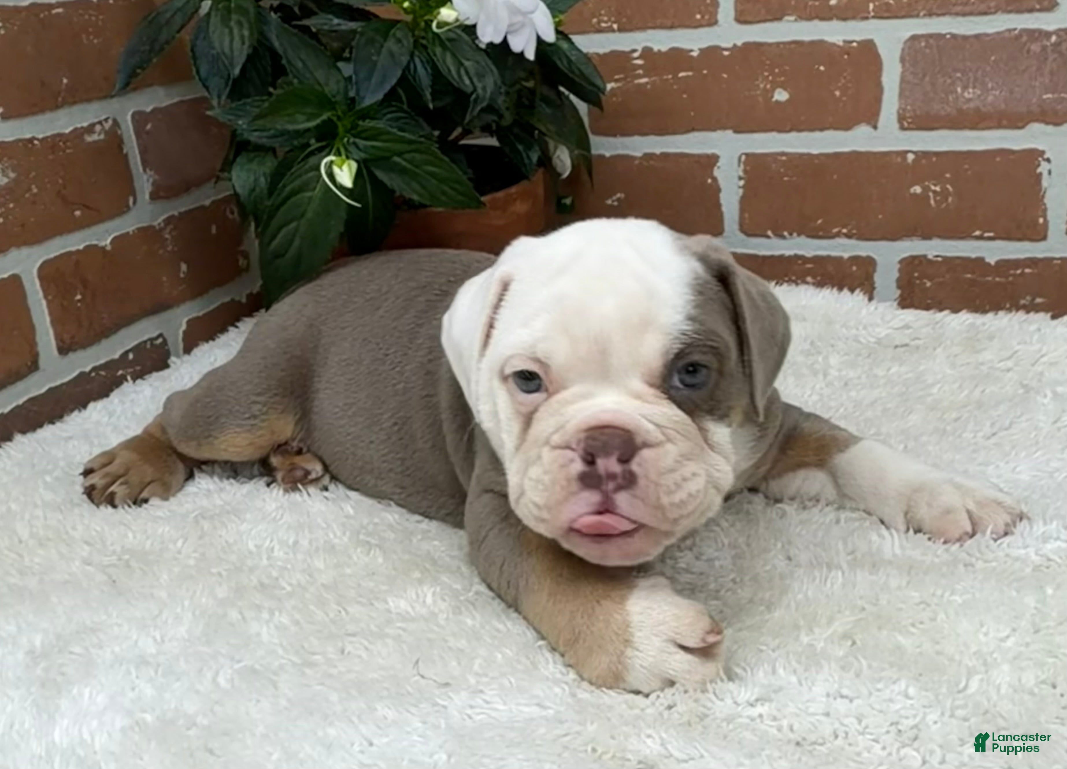 English Bulldog dogs Sebastian  - Ad 1