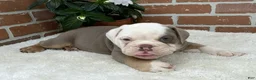 English Bulldog dogs for sale: Sebastian  - Ad 1