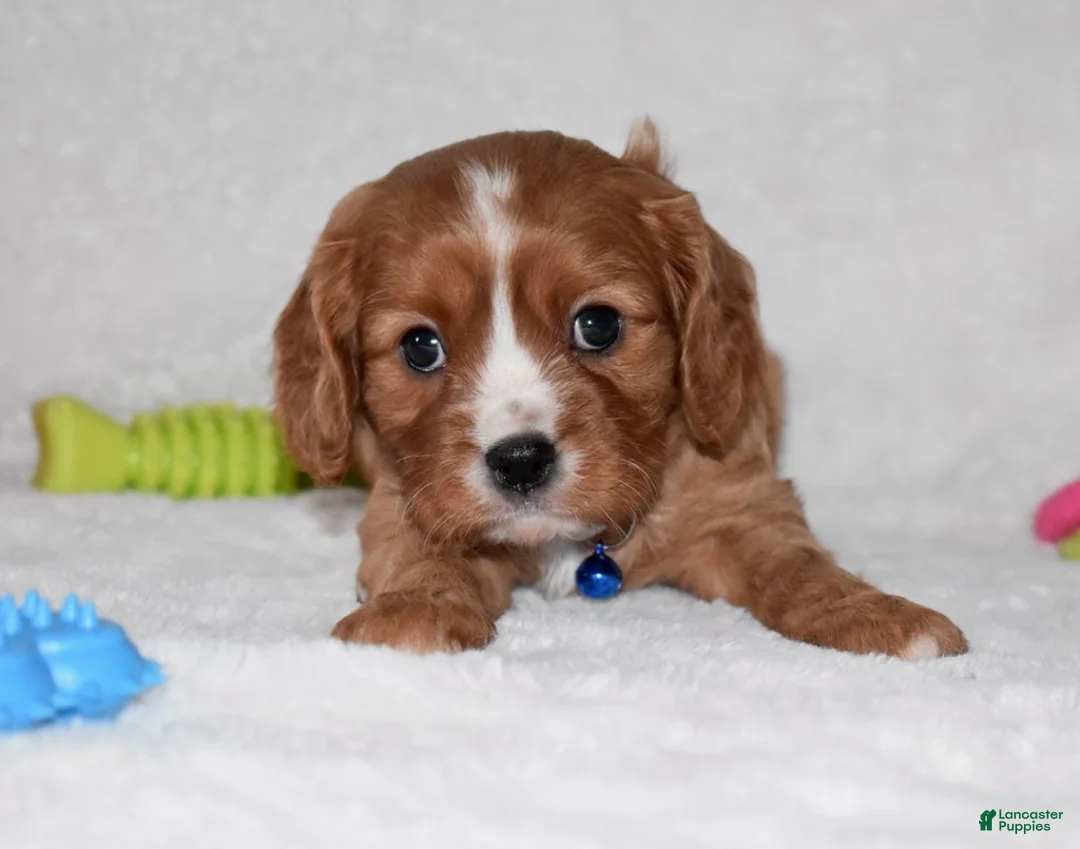Cavalier King Charles Spaniel dogs for sale: Pluto - Ad 2