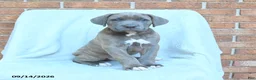 Cane Corso dogs for sale: Duncan - Ad 1