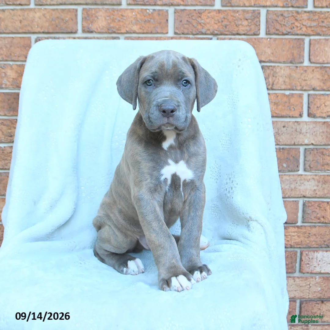 Cane Corso dogs for sale: Duncan - Ad 1